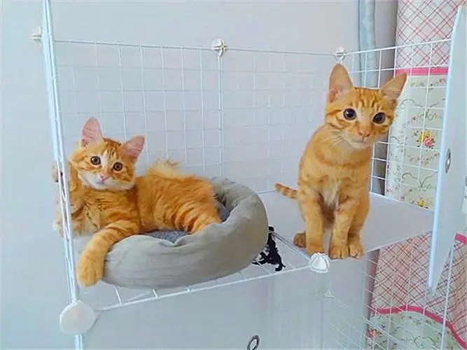 橘猫和黄狸花猫的区别--奇妙的猫咪世界（橘猫和黄狸花猫的区别）