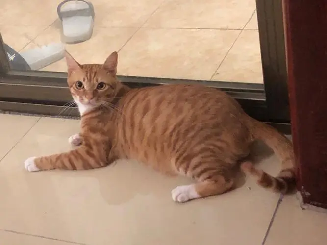 橘猫为什么不胖 橘猫为什么不胖脸