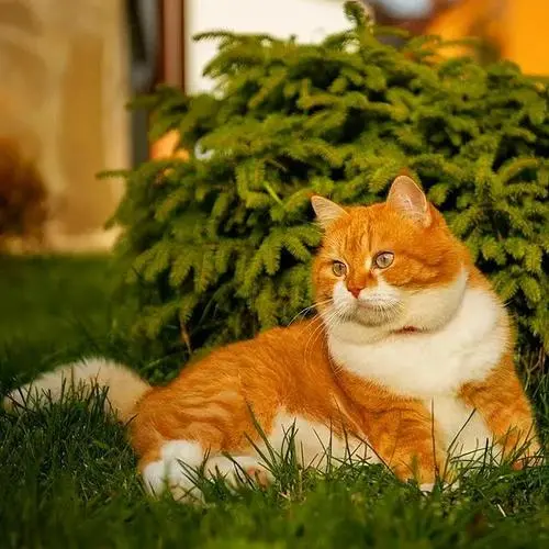橘猫种类中最稀有的品相