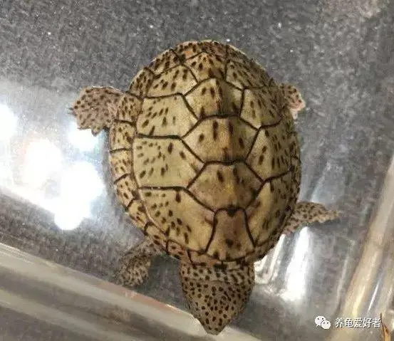 巨头麝香龟能长多大 巨头蛋龟和麝香龟有区别吗