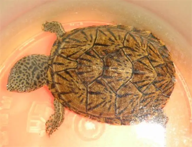 巨头麝香龟图片 巨头蛋龟和麝香龟有区别吗