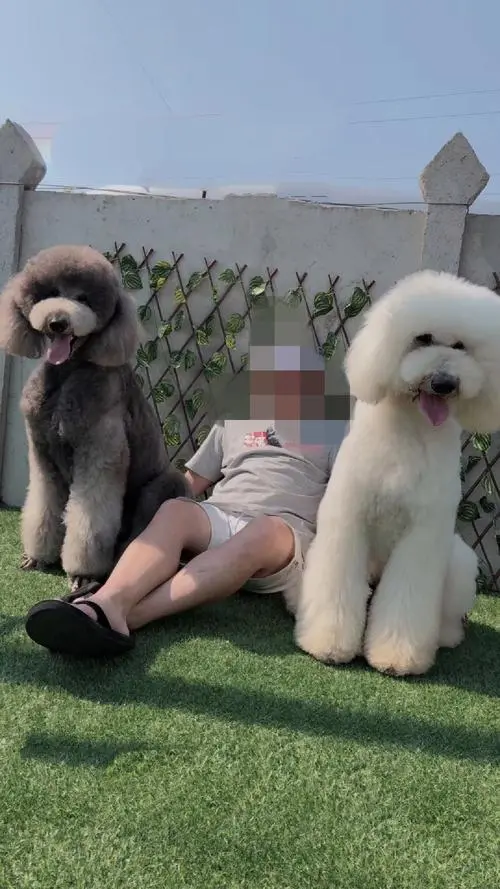 巨型贵宾犬和泰迪的区别 巨型贵宾犬和泰迪的区别图片
