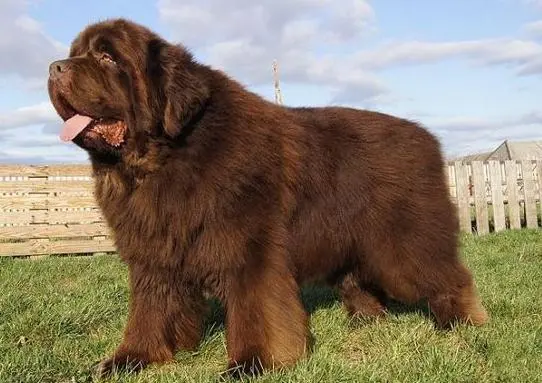 巨型纽芬兰犬幼犬 巨型纽芬兰犬幼犬长毛