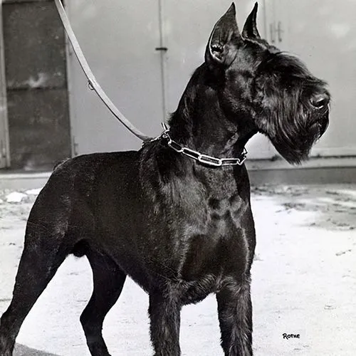 巨型雪纳瑞犬种标准
