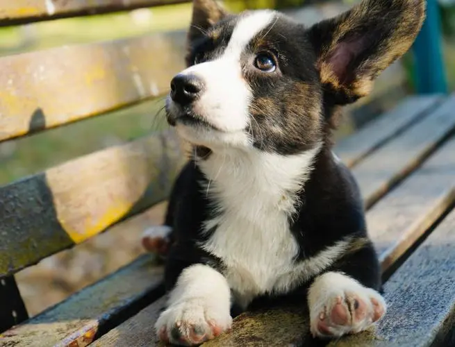 卡迪根柯基图片：可爱与机智并存的卡迪根柯基犬