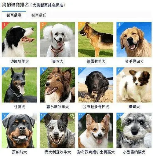 柯基智商排名 - 了解这个受欢迎的犬种的智商水平