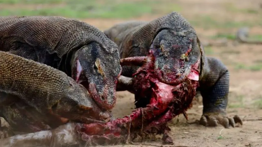 科莫多巨蜥活吃动物视频 科莫多巨蜥活吃猎物视频