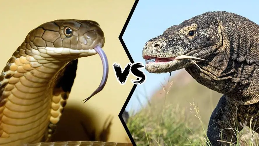 科莫多巨蜥vs眼镜王蛇