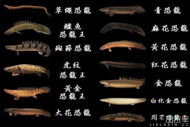 恐龙鱼品种介绍 六角恐龙鱼品种介绍