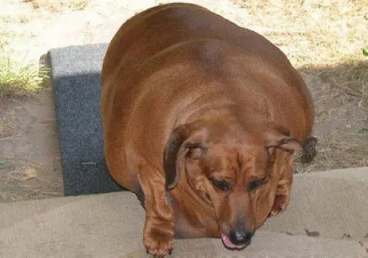 腊肠犬成年多少斤
