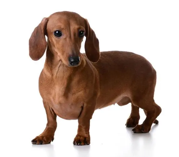 腊肠犬的魅力：可爱的长胴体和无尽的忠诚（腊肠犬图片）