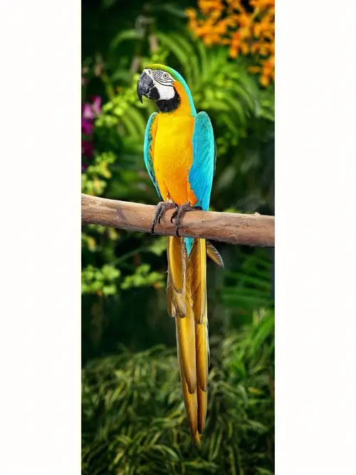 蓝黄金刚鹦鹉：可靠的宠物选择
