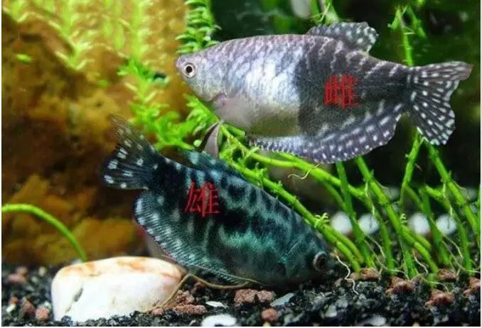 蓝曼龙鱼繁殖的开始年龄（蓝曼龙鱼多大开始繁殖）
