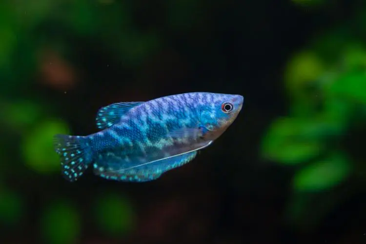 蓝曼龙鱼是一种迷人而珍贵的淡水鱼类，它以其美丽的蓝色外观和温和的性格而受到广大水族爱好者的喜爱。本文
