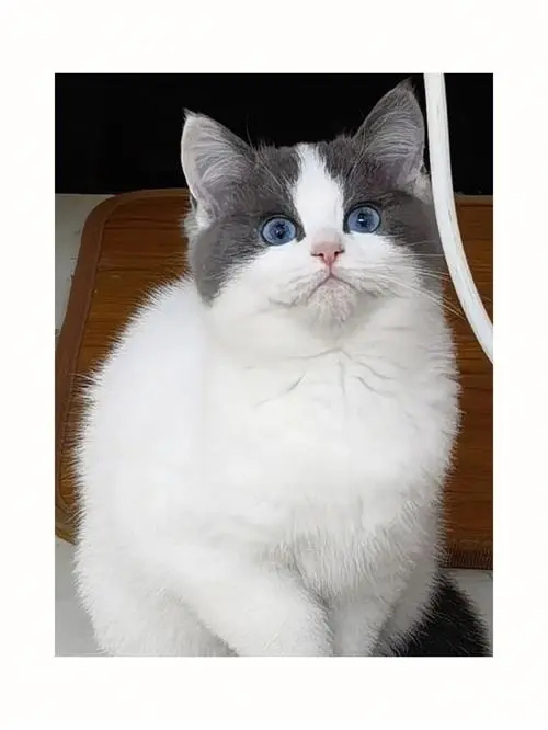 蓝眼睛的短毛猫有哪些品种？（蓝眼睛的短毛猫有哪些品种）