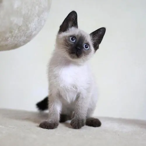 蓝眼暹罗猫价格一只多少钱？（蓝眼暹罗猫价格多少钱一只）