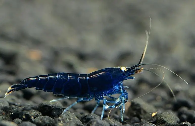蓝钻虾容易繁殖吗？