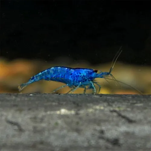 蓝钻虾寿命