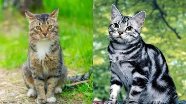 狸花猫和短毛猫的区别 欧洲短毛猫和狸花猫的区别