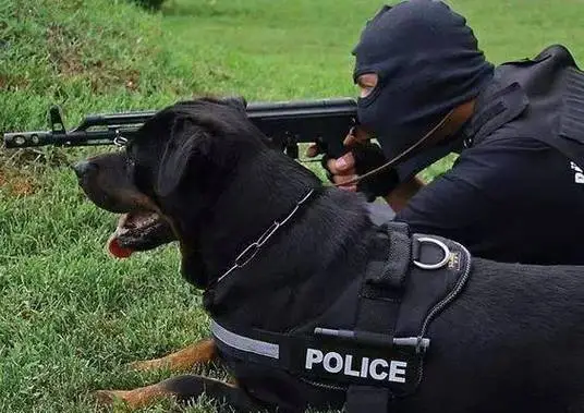 罗威纳犬如何成为优秀的警犬