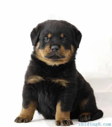 罗威纳犬幼犬1-18个月变化图 罗威纳犬幼犬价格