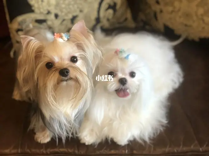马尔济斯犬和约克夏：两种可爱的小型犬种