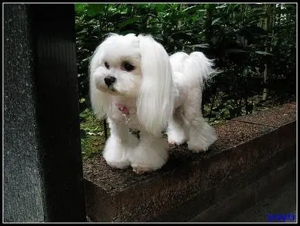 马尔济斯犬为一种受欢迎的小型犬种，其娇小玲珑的外貌和友好热情的性格使其成为许多家庭的理想宠物选择。然