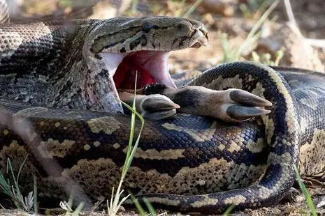 蟒蛇吃动物的视频 蟒蛇吃动物的视频播放