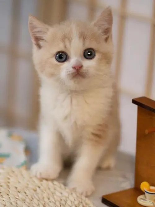 曼基康猫（又称矮脚猫）是一种体型短小、腿短且呈现大眼睛和灵敏性格的猫咪品种。它们源自于德国，并因其独