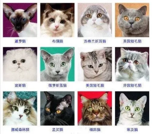猫品种大全100种图片和特点 猫品种大全100种猫图片