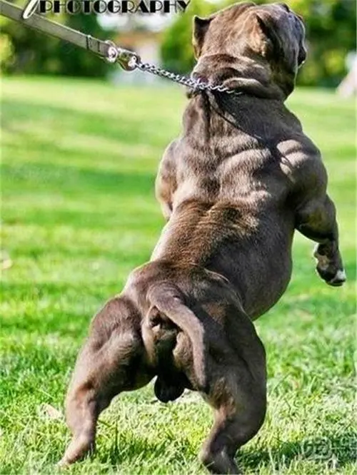 美国恶霸犬图片赏析：强壮肌肉的犬种（美国恶霸犬图片 肌肉）