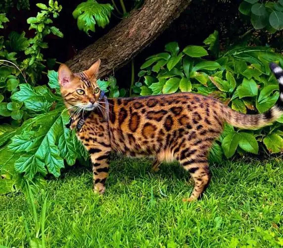 孟加拉豹猫：世界上最小的豹猫（孟加拉豹猫）