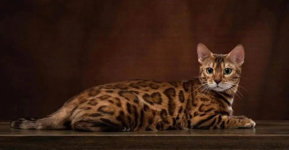 孟加拉豹猫图片 孟加拉豹猫图片高清大全