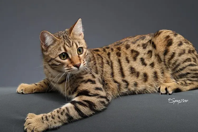 孟加拉豹猫智商——奇特而聪明的猫科动物