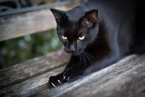 孟加拉猫黑猫──神秘而优雅的黑色伙伴（孟加拉猫黑猫）