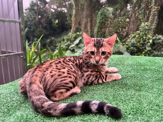孟加拉猫——野性与温顺并存的神秘猫种（孟加拉猫是什么猫）