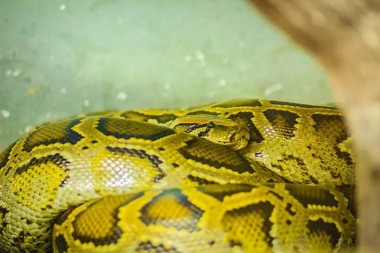 缅甸蟒（Python bivittatus）是一种生活在东南亚地区的大型蟒蛇。它以其庞大的体型和独特的外观而闻名，常