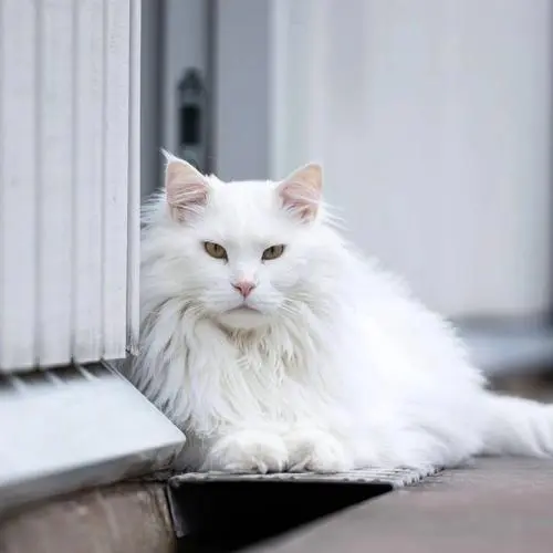 缅因猫白色