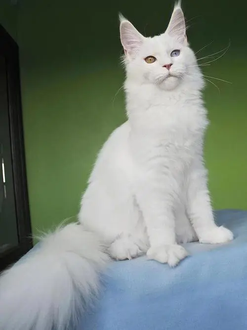 缅因猫白色异瞳 缅因猫白色异瞳图片