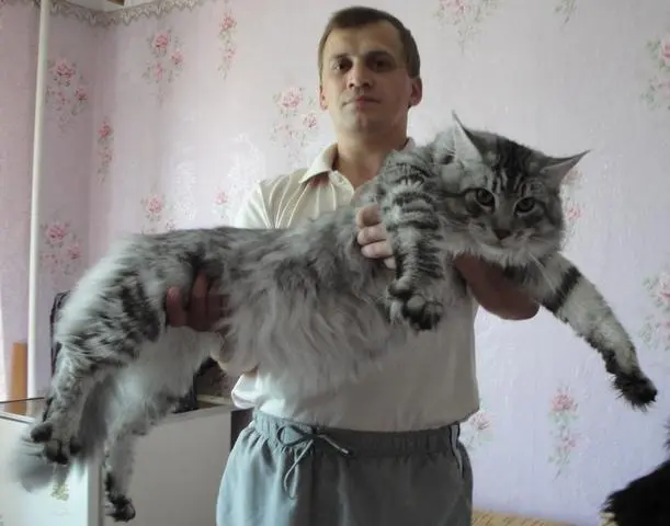 缅因猫的体重：顶级肉山猫的巅峰之作（缅因猫能长多大体重）