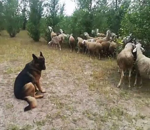 牧羊犬如何训练放牛（牧羊犬怎么样训练放牛）