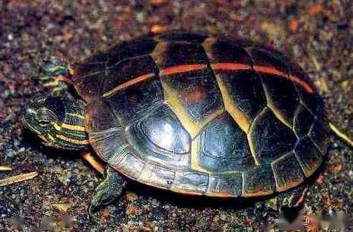 南部锦龟是保护动物吗 东部锦龟是保护动物吗