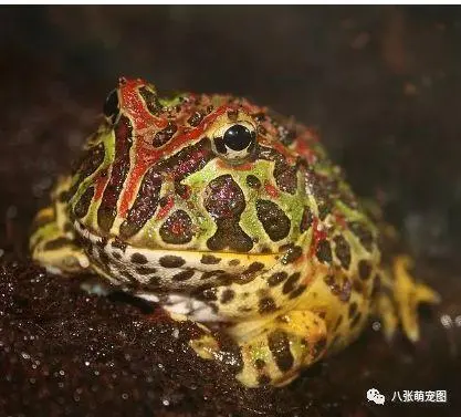 南美角蛙和钟角蛙的区别（南美角蛙和钟角蛙区别）