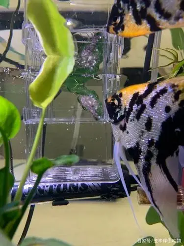 霓虹燕子鱼产卵视频 霓虹燕子鱼繁殖视频