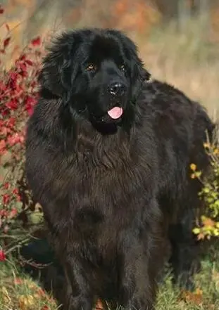 纽芬兰犬哪个颜色贵：黑色还是棕色？