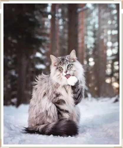 挪威森林猫和西伯利亚森林猫的区别 挪威森林猫和西伯利亚森林猫的区别图片