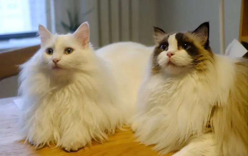 挪威森林猫与布偶猫：南方适宜的猫种选择（挪威森林猫和布偶猫那个适合南方）