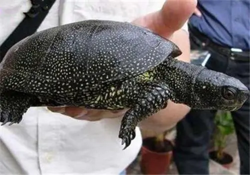 欧洲泽龟的繁殖