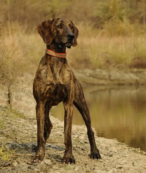 普罗特猎犬冷骚：一只优雅与勇猛并存的猎犬