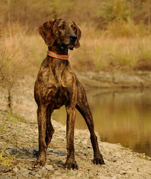 普罗特猎犬幼犬价格 普罗特猎犬多少钱一只